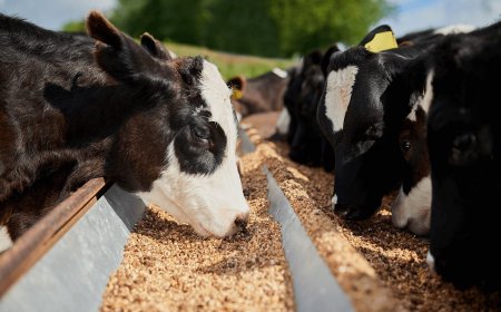 Alimentación de vacas lecheras: guía práctica para mejorar la producción de leche