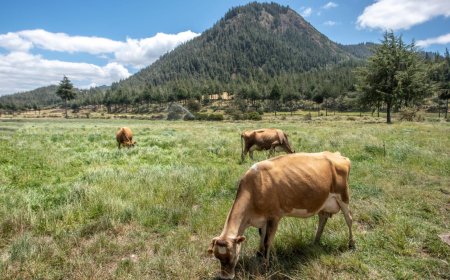 Cómo mejorar la producción de pastos para el ganado