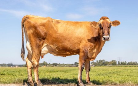 Raza Brown Swiss: características, producción de leche y cuidados