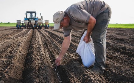 Cómo fertilizar los cultivos: tipos de fertilizantes y dosis