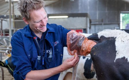 Cómo detectar el celo en vacas y cuándo inseminar