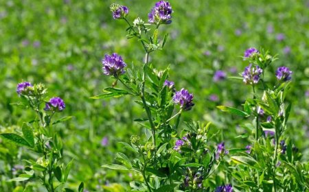 Semillas de alfalfa: Moapa 69, Ranger XL, CUF 101 y otras variedades