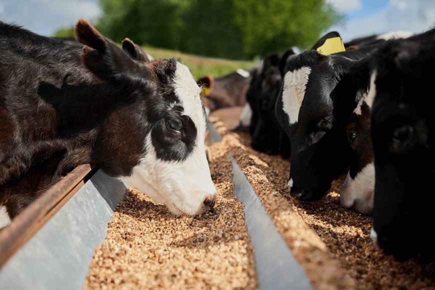 Alimentación de vacas lecheras: guía práctica para mejorar la producción de leche