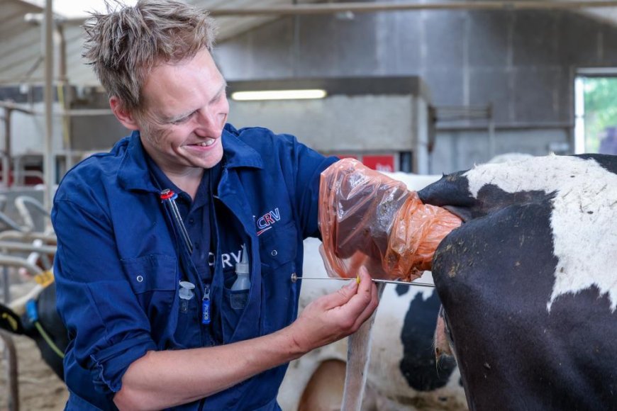 Cómo detectar el celo en vacas y cuándo inseminar