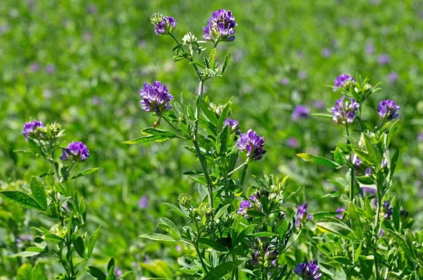 Semillas de alfalfa: Moapa 69, Ranger XL, CUF 101 y otras variedades